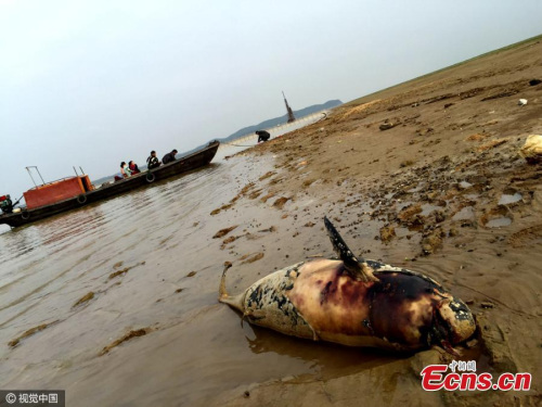A 1.4-meter-long finless porpoise is found dead in Poyang Lake in Jiujiang, East China’s Jiangxi Province. Experts say dropping water levels in the lake during autumn and winter may cause the endangered mammal to be stranded and die. The animal may also suffer from fatal strike by boat propellers. (Photo/CFP)
