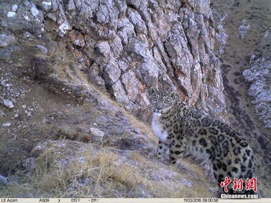 Image of a leopard. (Photo/Chinanews.com) 