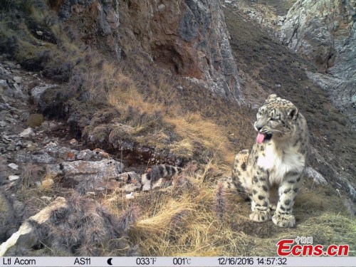A picture taken by an infrared camera shows a snow leopard in the Lancang River catchment in Yushu Tibetan Autonomous Prefecture, Northwest Chinas Qinghai Province. Xiao Lingyun of the Shanshui Conservation Center said the discovery of animals including snow leopards, leopards, brown bears, wolves and jackals shows the area has one of Chinas most diverse populations of large and medium-sized predators.(Photo provided to China News Service)