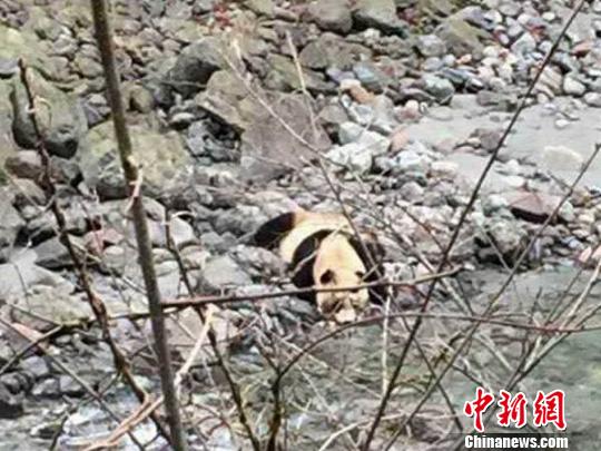 A wild giant panda was spotted in a village in southwest China's Sichuan Province Friday morning. (Photo provided to Chinanews.com)