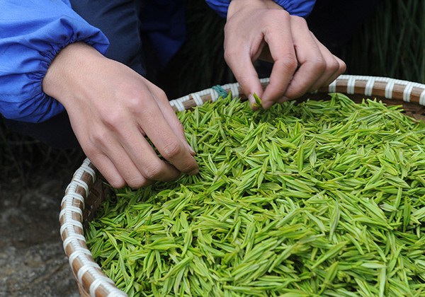 Fresh tea leaves are handpicked before being heated up to halt oxidation. (Photo by Wu Yuanfeng/Shi Xiaofeng/China Daily)