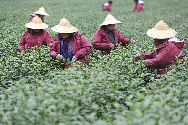 Workers collect tea leaves in areas around West Lake in Hangzhou, Zhejiang province, in late March. (Photo by Wu Yuanfeng/Shi Xiaofeng/China Daily)