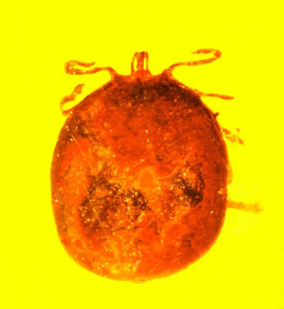 The 20 to 30 million year-old amber was a blood-engorged tick.  (Photo CGTN/ Oregon State University)