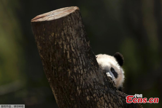 The seven-month-old female Panda bear named Chulina looks on from her enclosure at the Madrid Zoo in Madrid, Spain, Wednesday, April 5, 2017. Madrid's zoo has named its latest baby panda bear Chulina (Cutey), in homage to Chulin, the first panda born at the zoo 34 years ago.(Photo/Agencies)