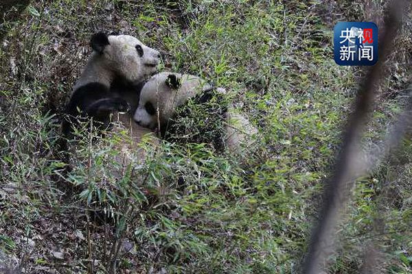 A giant panda feeds her cub in Qinling Mountains, Shaanxi province. (Photo/CCTV)