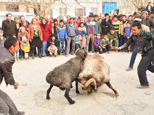 Villagers gather to watch a goat fight in Aksu, Xinjiang Uyghur Autonomous Region in 2014. (Photo/Courtesy of Zhao Jiangtao)