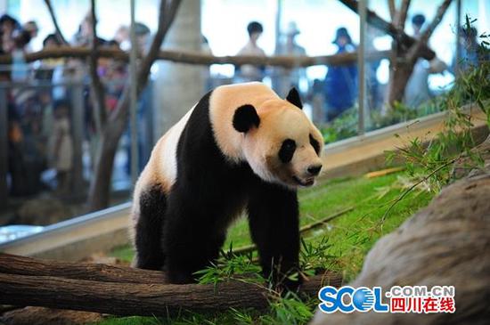 File photo of Hai Bang, born on August 11, 2010.