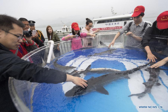 Staff members release the Chinese sturgeon in Yichang, central China's Hubei Province, April 8, 2017.  (Xinhua/Xiong Qi)