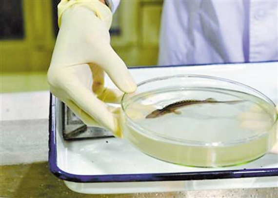 The first baby sturgeon spotted in the Yangtze estuary this year. (Photo/Shanghai Daily)