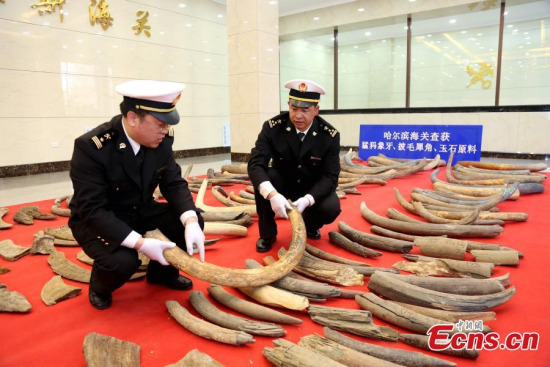 Items seized by Harbin Customs are put on display in Harbin City, Northeast Chinas Heilongjiang Province, April 11, 2017. Harbin Customs seized 1.07 tons of mammoth tusks, 72.75 kilograms of woolly rhinoceros horns and 1.1 tons of nephrite. It is the largest amount of mammoth tusks and woolly rhinoceros horns seized by Chinas customs in recent years. (Photo: China News Service/Qian Zhuang)