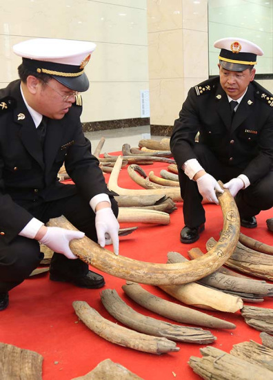 Customs officers examine the ivory tusks of prehistoric mammoths that were seized in Luobei, Heilongjiang province.Qian Zhuang / For China Daily