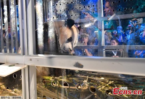One of the two giant pandas from China is introduced to the public at Schiphol Airport in Amsterdam, the Netherlands, April 12, 2017. (Photo/Agencies)