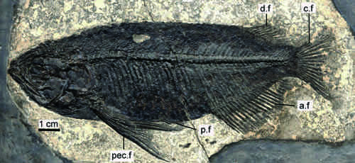 Holotype of Scleropages sinensis (IVPP V 13672.2) in left lateral view. (Photo: Zhang Jiangyong/IVPP]