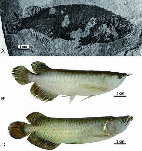 Comparison between Scleropages sinensis (A) and S. formosus (B), S. leichardti (C). (Photo: Zhang Jiangyong/IVPP)
