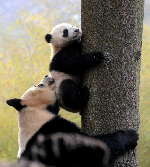 A female panda teaches her cub to climb a tree at a research center in Sichuan.Provided To China Daily