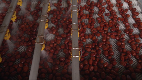 Red dates are washed and disinfected. (Photo/CGTN)