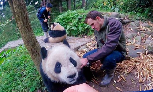 Global Cause Foundation scientists weigh and measure two panda cubs in Panda Valley in Sichuan Province before their release into the wild. (Photo/Courtesy of Global Cause Foundation)
