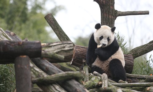 The U.S.-born giant panda Baobao makes its official Chinese debut in Dujiangyan, Sichuan Province. (Photo: Cui Meng/GT)