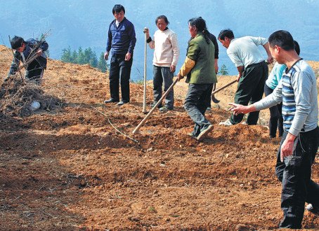 Workers in Tongren, Guizhou, plant herbs for use by traditional practitioners. (Photo/China Daily)