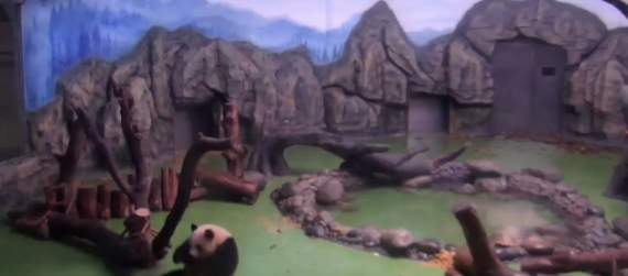 A panda performs forward rolls in her enclosure at the Chengdu Research Base of Giant Panda Breeding in Sichuan Province. (Photo/Video screenshot from CGTN)