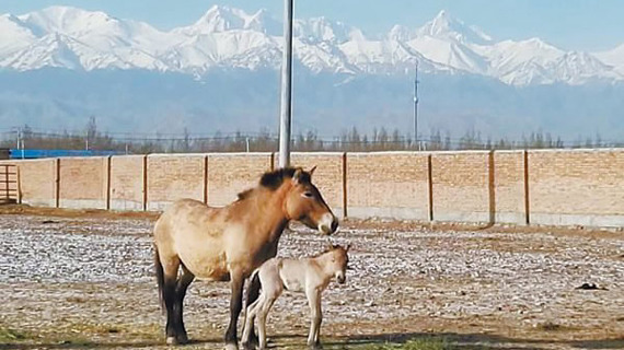 A mare Przewalski's horse and its foal. (Photo/CGTN)