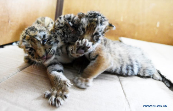 Siberian tiger cubs are seen in the Hengdaohezi Felid Breeding Center in northeast China's Heilongjiang Province, April 24, 2017. In April, over 50 tiger cubs have been born in the center by now. (Xinhua/Wang Jianwei)