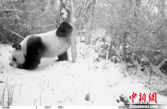 Image captured by infrared cameras. (Photo: China News Service/Zhong Xin)