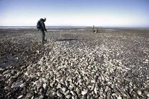 Oysters wreak havoc on Denmark's seashore. Photo from Danish Embassy's Sina Weibo account.