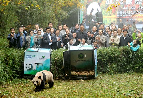 Hua Yan and Zhang Meng (in cage), two female giant pandas born in the China Conservation and Research Center for the Giant Panda, were released into the wild in Shimian county, Sichuan province, in October. (Photo/China Daily)