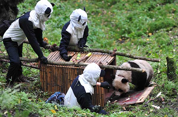 Researchers caught Tao Tao for physical examination in Wolong, Sichuan province in October 2012, a preparation for releasing it into the wild. Tao Tao is the first artificially-bred panda finishing its wild-environment adaption experiment. (Photo provided to China Daily)
