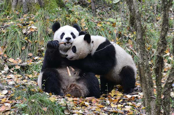 Zhang Xiang (right) and his mother Zhang Ka in the wild environment in Wolong, Sichuan province, in November 2013. (Photo provided to China Daily)