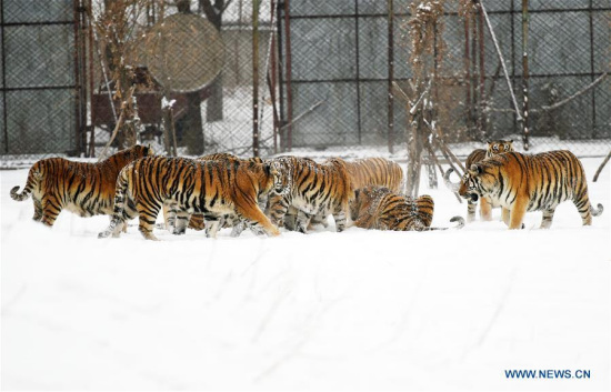 Siberian tigers hunt in snow at the Siberian Tiger Park in Harbin, capital of northeast China's Heilongjiang Province, Feb. 22, 2017. (Xinhua/Wang Jianwei)