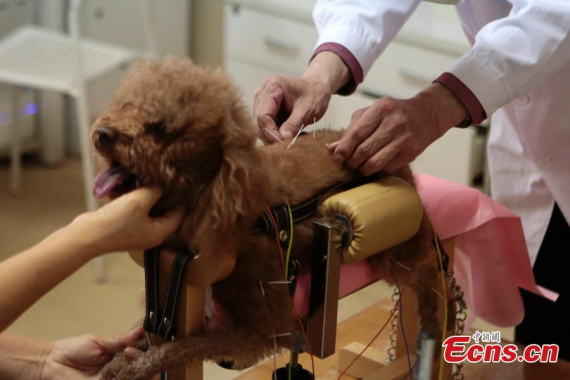 A veterinarian applies acupuncture to treat a pet dog at an animal hospital in Beijing, May 6, 2017. The veterinarian said the traditional medical practice for human works also well on pets that suffer from chronic or neurological diseases. He said he treats more than 10 pets with acupuncture on weekends. (Photo: China News Service/Li Huisi)
