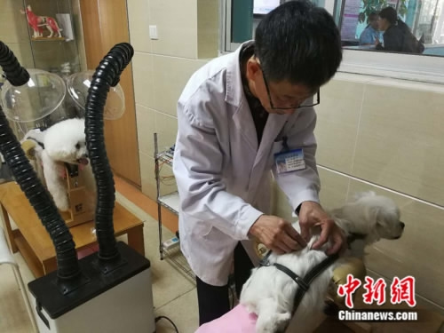 A veterinarian applies acupuncture to treat a pet dog at an animal hospital in Beijing, May 6, 2017. The veterinarian said the traditional medical practice for human works also well on pets that suffer from chronic or neurological diseases. He said he treats more than 10 pets with acupuncture on weekends. (Photo: China News Service) 