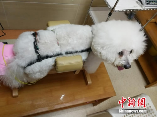 A pet dog receives acupuncture treatment at an animal hospital in Beijing, May 6, 2017. The veterinarian said the traditional medical practice for human works also well on pets that suffer from chronic or neurological diseases. He said he treats more than 10 pets with acupuncture on weekends. (Photo: China News Service)