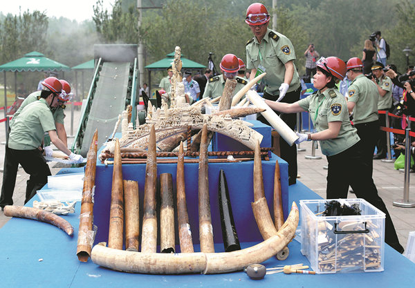 After years of strictly regulating trade in ivory and destroying illegal items, as police prepare to do in this photo from 2015, China is banning any illegally sourced ivory, sounding a death knell for scores of ivory workshops and retailers. WANG JING / FOR CHINA DAILY