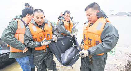 Workers move a Yangtze finless porpoise from Poyang Lake in Jiangxi province to the Tian'ezhou Natural Reserve in Hubei province on March 25. Fu Jianbin / Xinhua