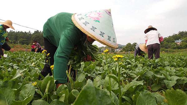 Farmers work in a vegetable field in Gufang village in Huichang county, Jiangxi province. (Photo by Zuo Zhuo/China Daily)
