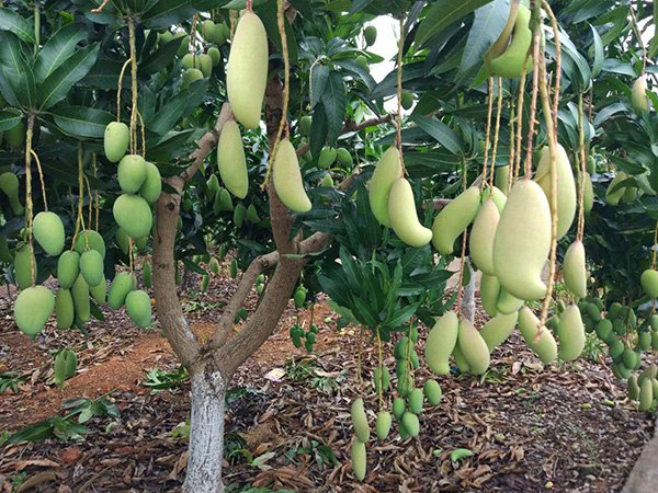 The mango trees Mo planted. (Photo by Ma Chi/chinadaily.com.cn)