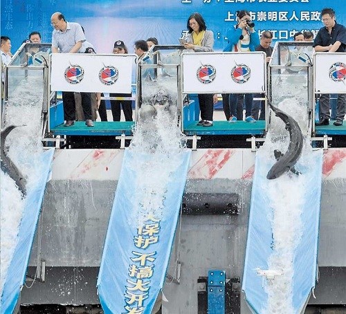 Chinese sturgeons and sharks are released yesterday into the Yangtze River’s mouth at Chongming Island. The aim is to better protect aquatic organisms.(Ti Gong)