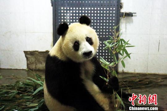 Female giant panda Su Su. (File photo/Chinanews.com)