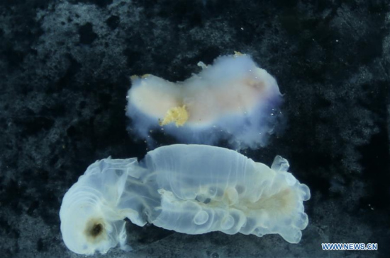 Photo taken on June 9, 2017 shows samples of sea cucumbers collected by China's manned submersible Jiaolong after its dive in Yap Trench, June 9, 2017. Jiaolong completed its 150th dive on Friday since 2009. [Photo/Xinhua]