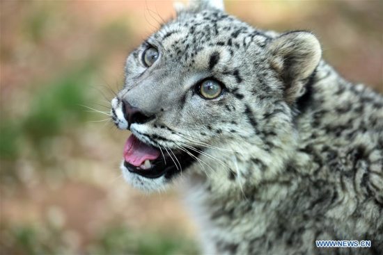 A snow leopard cub is seen in the wildlife zoo in Xining, capital of northwest China's Qinghai Province, June 10, 2017. The female cub, the only snow leopard alive by artificial breeding in China, turned one year old on Saturday. (Xinhua/Zhang Hongxiang)
