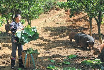 Long Yingzu feeds some of her pigs in an open area of her farm in Shibadong village, Huayuan county, Hunan province. Liu Xiangrui / China Daily