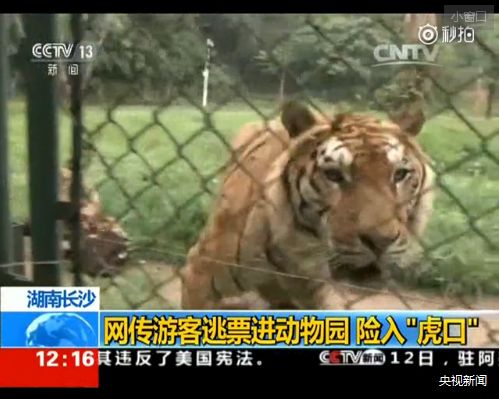 Tigers are wandering around when three tourists jump into the Changsha Geo-zoo in central China's Hunan Province. (Photo/Screenshot from CCTV)
