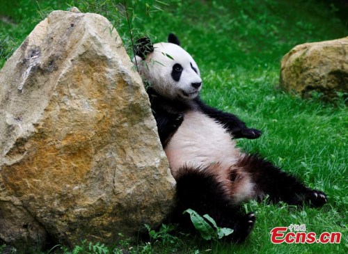 Xingya, one of two giant pandas, is presented at the Ouwehands Zoo in Rhenen, the Netherlands, May 30, 2017. (Photo/Agencies)