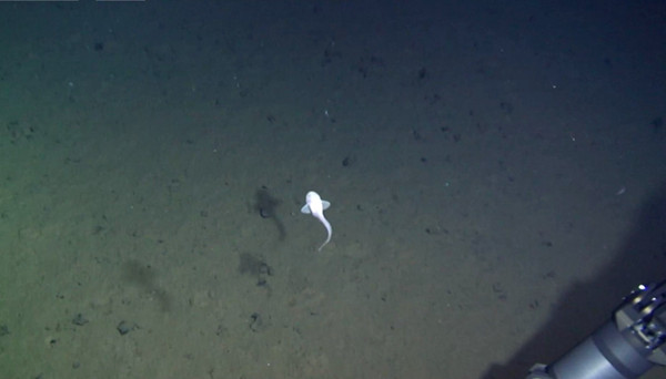 Jiaolong takes a photo of a snail fish in the deep sea at a depth over 6,500 meters in the Yap Trench in the Pacific Ocean, on June 15, 2017. The purpose of the mission is to conduct research in deep-sea biotic communities and gene resources, according to scientists on the mother ship Xiangyanghong 09. (Photo/Xinhua)
