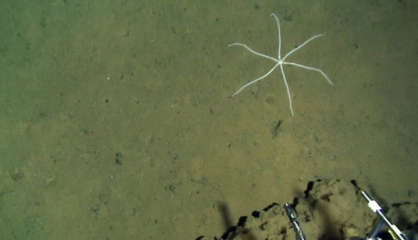 Jiaolong takes a photo of a starfish in the deep sea at a depth over 6,500 meters in the Yap Trench in the Pacific Ocean, on June 15, 2017. (Photo/Xinhua)