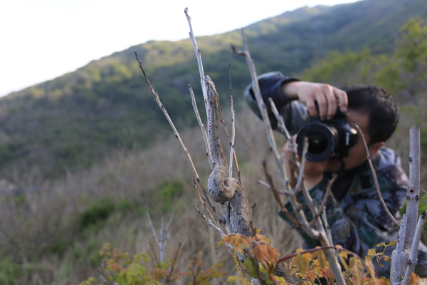 Wang takes photos of a pit viper on Snake Island. ZHANG CHUNLEI/CHINA DAILY