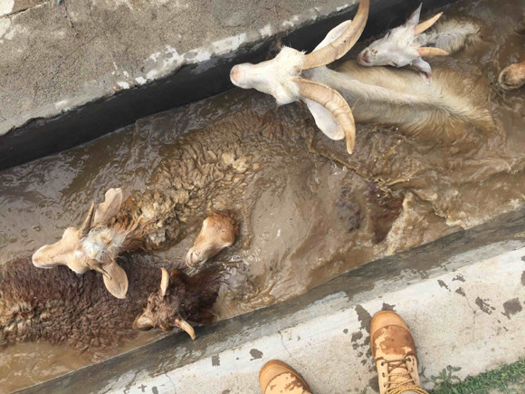 Sheep dipped in a trench.  (Photo/CGTN)
